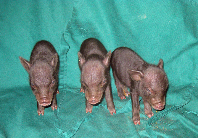 这三头克隆小型猪含被植入了人变异性过氧化歧酶基因,在4个月