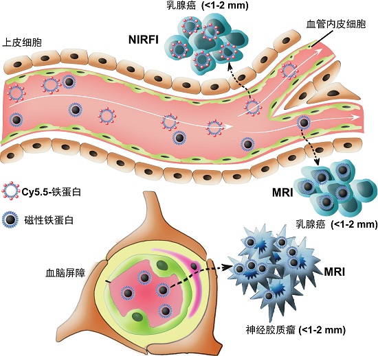 质地球所等研制出诊断微小肿瘤的新型靶向造影剂