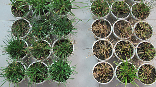 武汉植物园草坪草高羊茅耐热育种研究取得进展