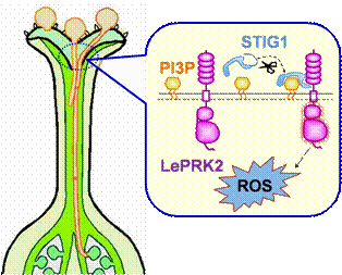 stig1-leprk2信号转导促进花粉管生长的分子模型