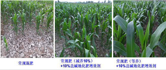 合肥研究院盐碱地微环境改良技术示范效果良好