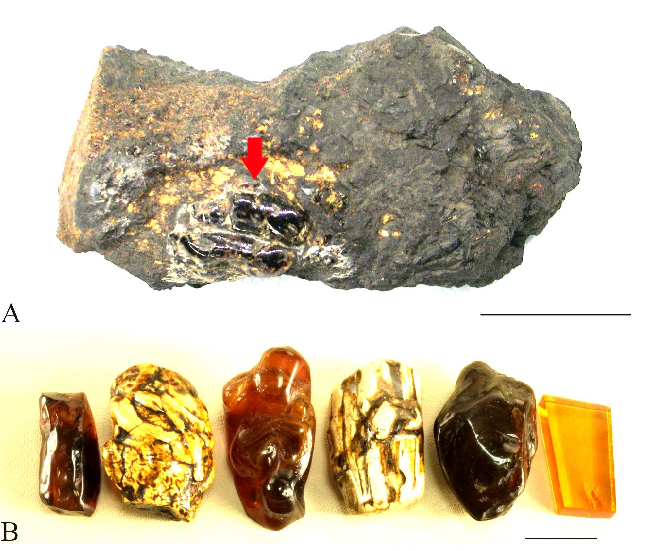 南京古生物所等在抚顺琥珀研究中取得进展