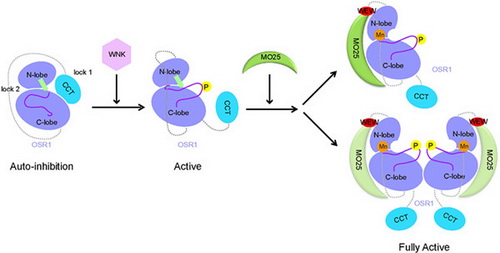 上海生科院揭示GCK激酶OSR1的活性调控机制