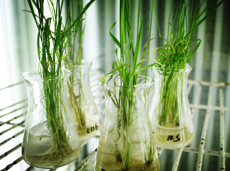 科学家发表植物细胞全能性和再生综述论文