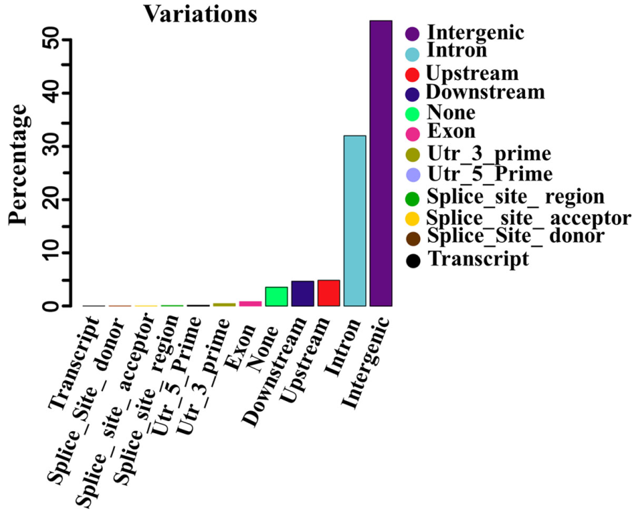 科学家揭示伊朗家犬在驯化过程中积累的