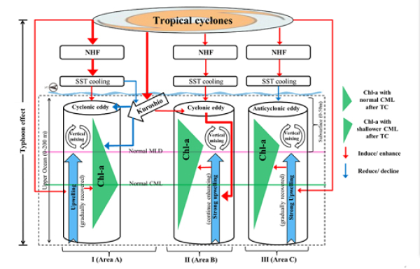 台风风泵和黑潮共同作用的生态效应研究获进展