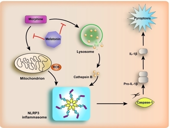 昆明动物所等发现褪黑素通过抑制NLRP3炎症小体激活拮抗吗啡镇痛耐受