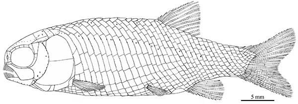 古脊椎所发现清道夫型新鳍鱼类化石