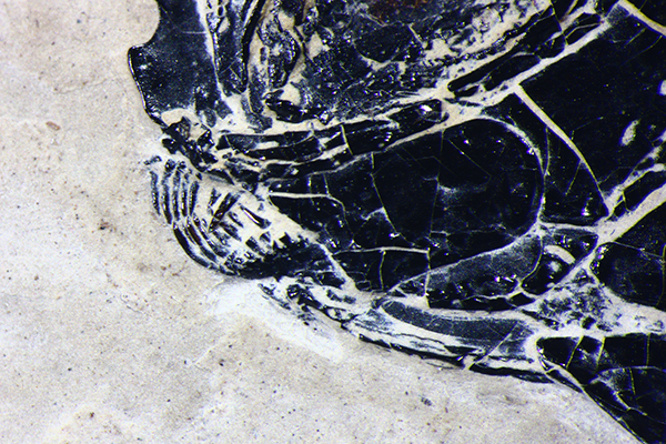古脊椎所发现清道夫型新鳍鱼类化石