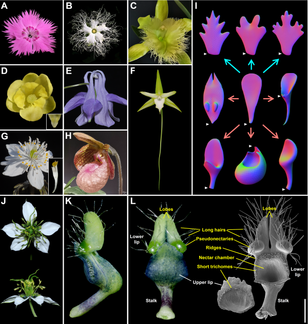 植物所在复杂花瓣发育的分子机制研究中取得进展