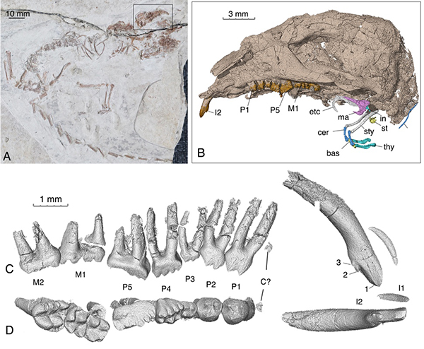 古脊椎所等在中生代哺乳动物中耳演化研究中获进展