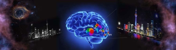 脑智卓越中心揭示认知颜色空间形成的神经机制