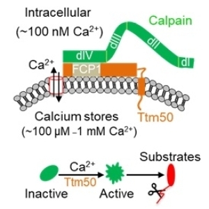 遗传发育所发现Calpain蛋白酶活化新机制