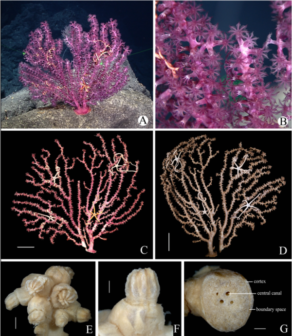 海洋所发现深海刺胞动物紫柳珊瑚科三新种