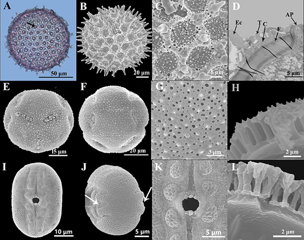 昆明植物所等在被子植物唇形分支花粉性状演化研究中获进展