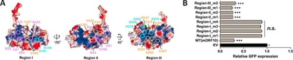 生物物理所揭示疱疹病毒抑制宿主mRNA出核转运分子机制