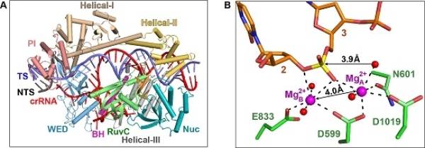 生物物理所等揭示Cas12i2双镁离子依赖的DNA切割机制