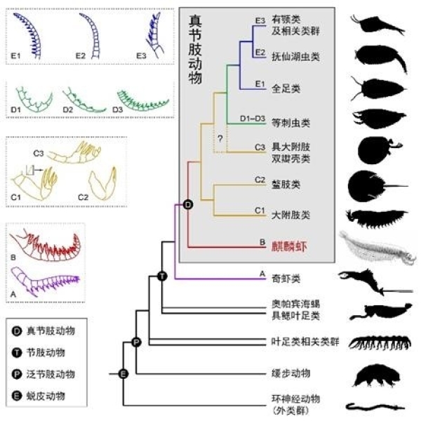 南京古生物所揭秘5亿多年前“麒麟虾”化石