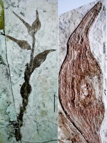 南京古生物所等揭示被子植物起源新证据