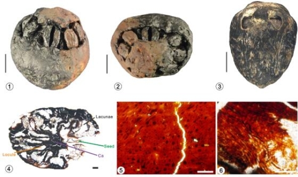 南京古生物所等发现1500万年前的木乃伊化南酸枣化石