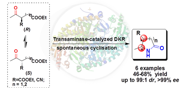 天津工生所酶促不对称合成双手性中心γ-或δ-内酰胺研究获进展