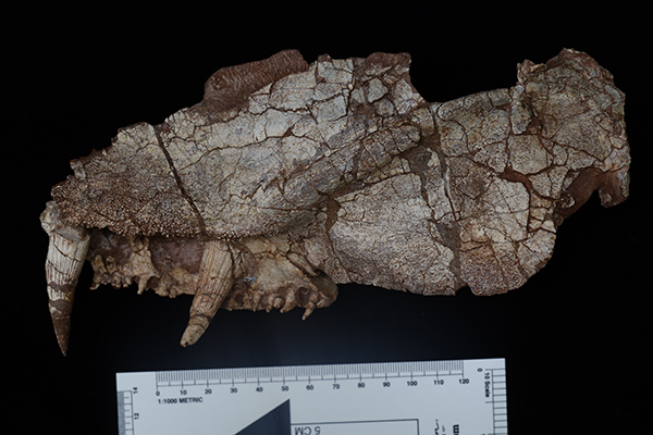 古脊椎所发现目前已知始椎类最“长寿”化石记录