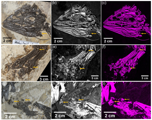 古脊椎所等获首张恐龙化石大面积微聚焦X射线荧光元素分布图