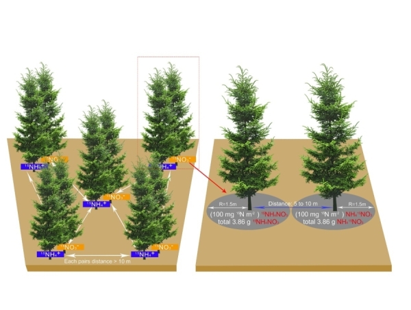 沈阳生态所等揭示东北地区主要针叶树种成年大树氮吸收策略