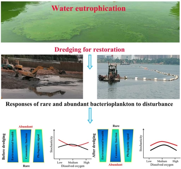 武汉植物园等揭示疏浚以缓解湖泊蓝藻水华生态机制
