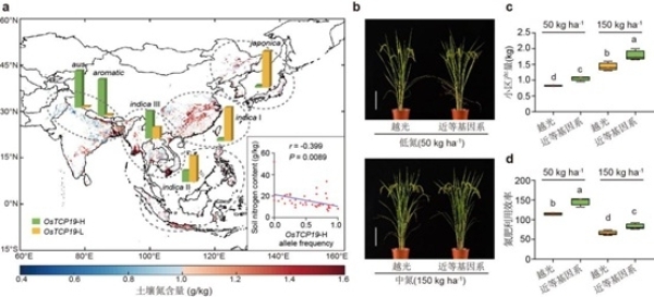 遗传发育所水稻耐受土壤低氮适应性机制研究获进展