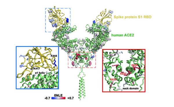 大连化物所提出蛋白质相互作用识别和干预机制分析新方法