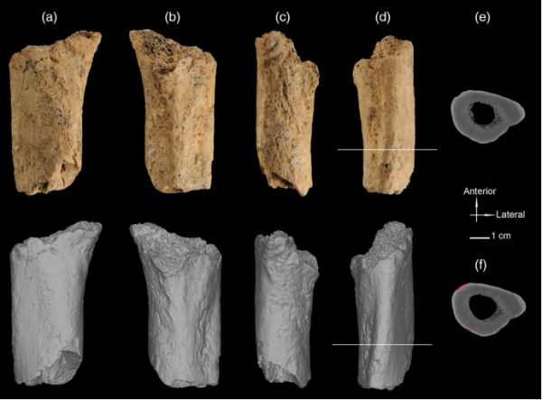 古脊椎所等报道安徽华龙洞古人类股骨形态