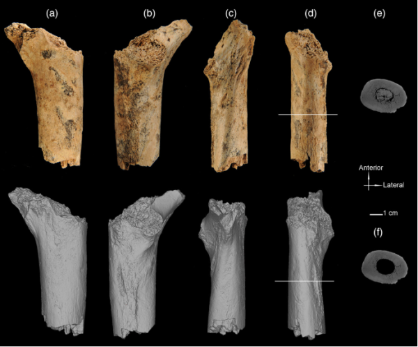 古脊椎所等报道安徽华龙洞古人类股骨形态
