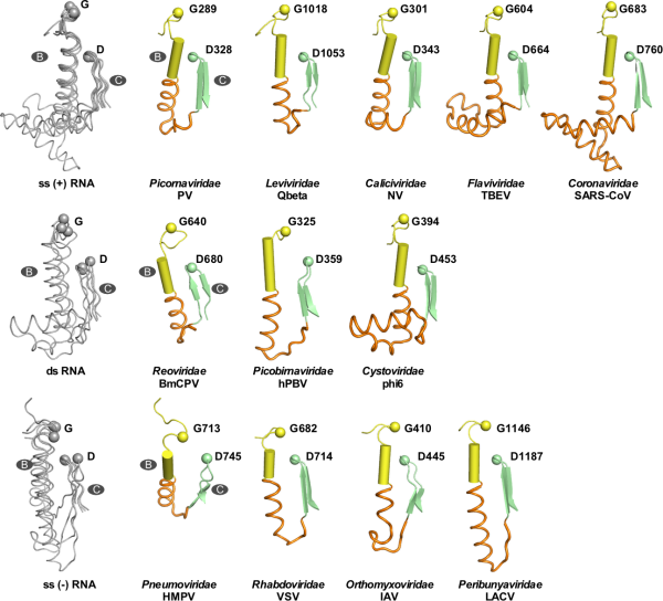 武汉病毒所揭示RNA病毒聚合酶具有一个与宿主适应相关的特征区域