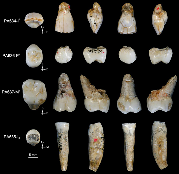 古脊椎所等发现处于早期人属与东亚典型直立人中间状态的化石特征