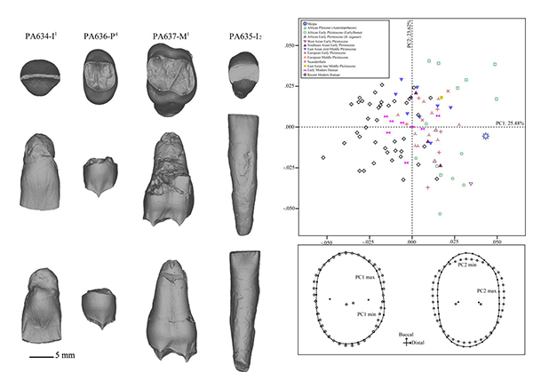 古脊椎所等发现处于早期人属与东亚典型直立人中间状态的化石特征