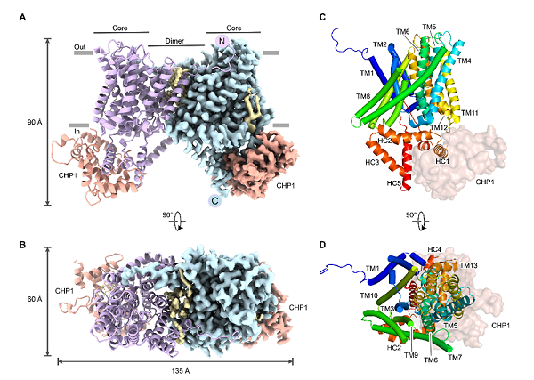 研究揭示钠氢逆向转运蛋白NHE3-CHP1复合物自抑制调控机制的结构基础