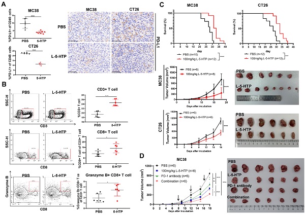上海药物所等发现L-5-羟基色氨酸可抑制PD-L1诱导性表达发挥抗肿瘤效应