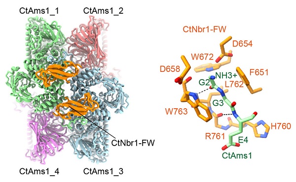 研究揭示自噬受体Nbr1的FW结构域识别蛋白质的结构机制