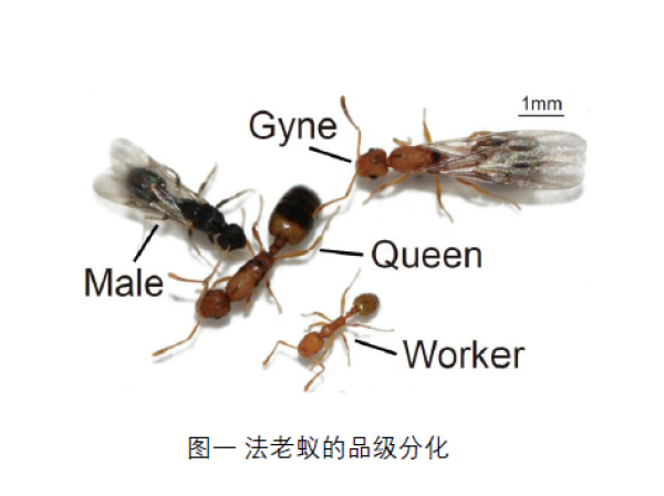研究揭示蚂蚁不同品级间的脑特化现象