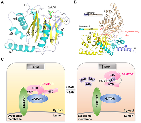 研究揭示mTORC1信号通路中SAMTOR感受SAM的分子机制