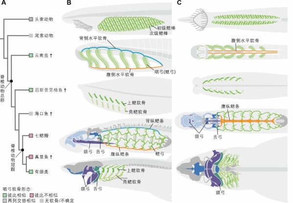 研究确认五亿年前云南虫是最原始脊椎动物