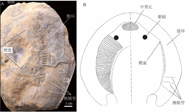 古脊椎所发现3.9亿年前中泥盆世盔甲鱼类
