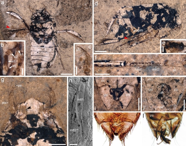 南京古生物所在道虎沟生物群研究中揭示最早的昆虫育幼行为