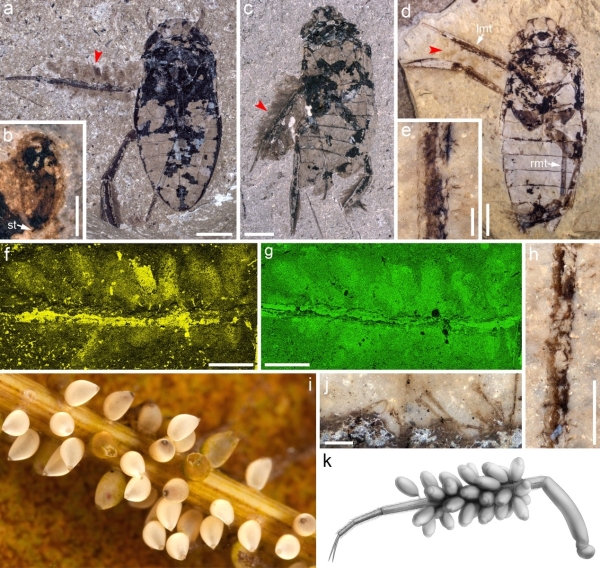 南京古生物所在道虎沟生物群研究中揭示最早的昆虫育幼行为