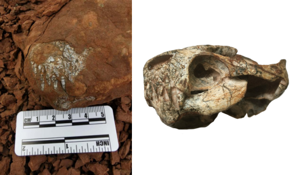 古脊椎所等发现真钱伯兽化石