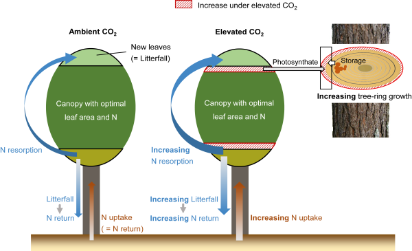 研究揭示林线树轮生长持续增加得益于大气CO2升高的施肥效应