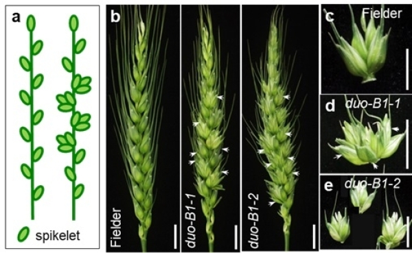 遗传发育所等发现小麦增产的新基因