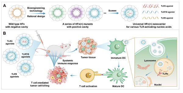铁蛋白-核酸递送系统增强肿瘤免疫治疗研究取得进展