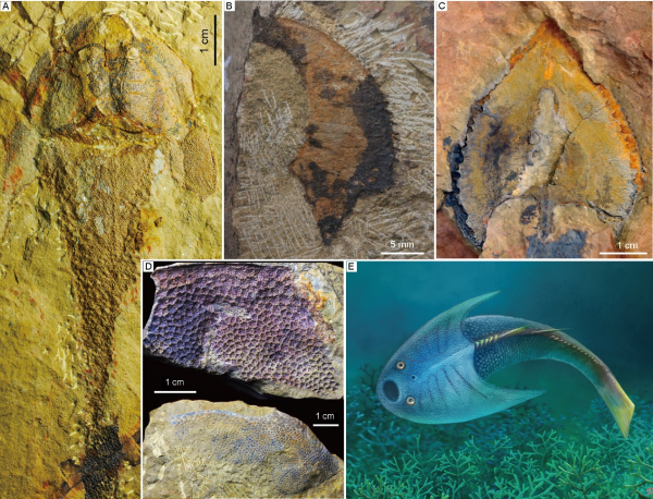 古鱼类化石证据印证4.38亿年前我国长江流域曾存在古海洋——扬子海